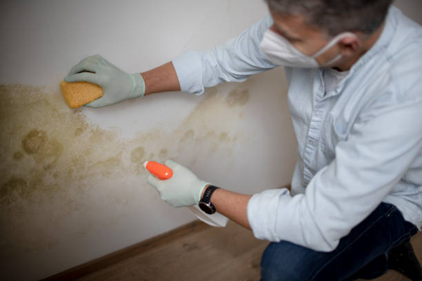 Best Commercial Mold Remediation in Tenafly, NJ