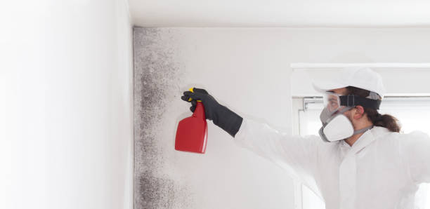 Best DIY Mold Remediation Support Services in Tenafly, NJ