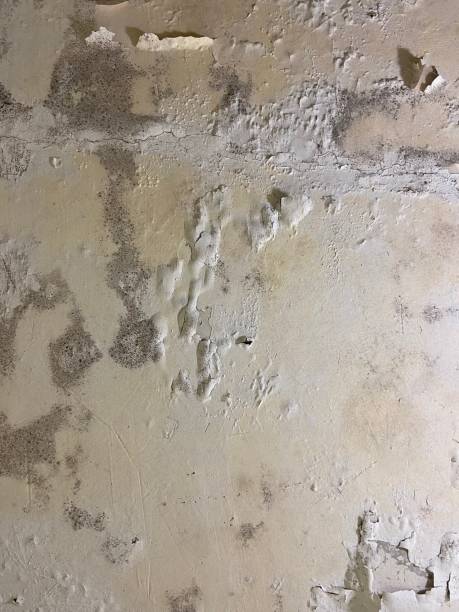 Best Residential Mold Remediation in Tenafly, NJ
