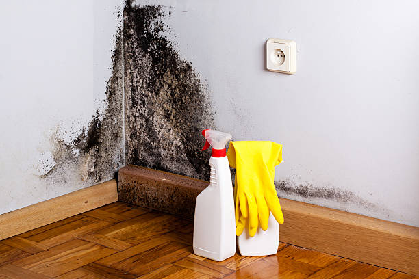 Best Mold Testing and Inspection Services in Tenafly, NJ