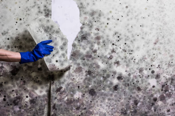 Best Emergency Mold Remediation in Tenafly, NJ